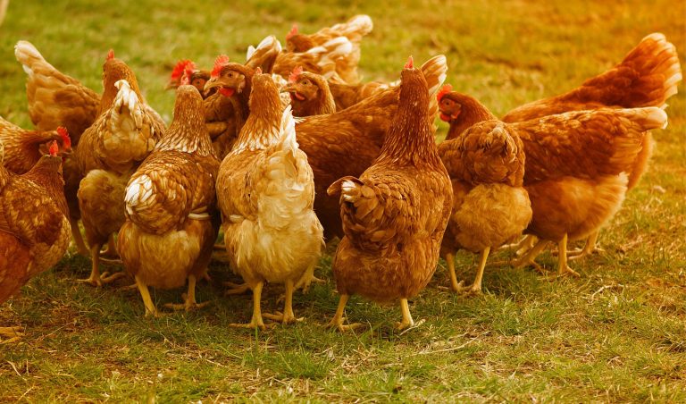 Celtic Green Energy: Agriculture - Poultry & Eggs