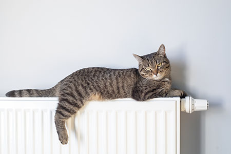 A,warm,radiator,keeps,your,cat,warm,in,winter.,the